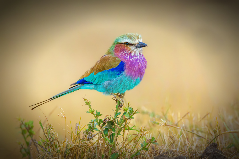 Feathered Rainbows von Jeffrey C. Sink