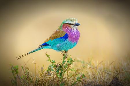 Feathered Rainbows