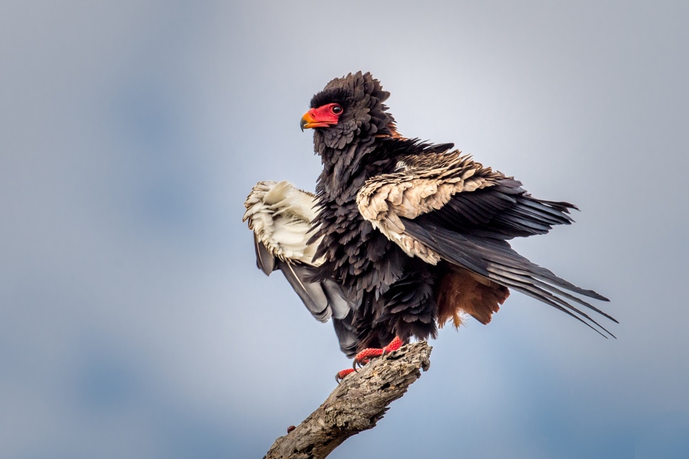 Ruffled Feathers von Jeffrey C. Sink