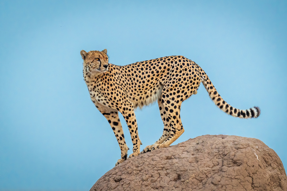 Cheetah in the blue hour von Jeffrey C. Sink