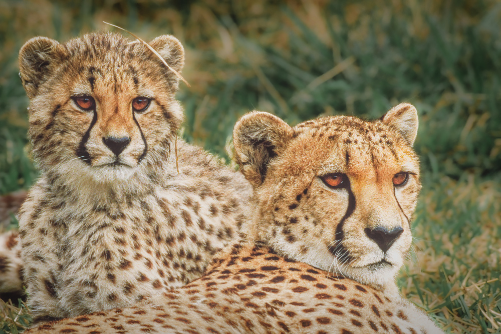 Cheetahs at sunset von Jeffrey C. Sink