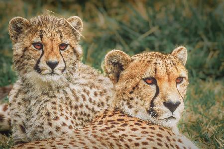 Cheetahs at sunset