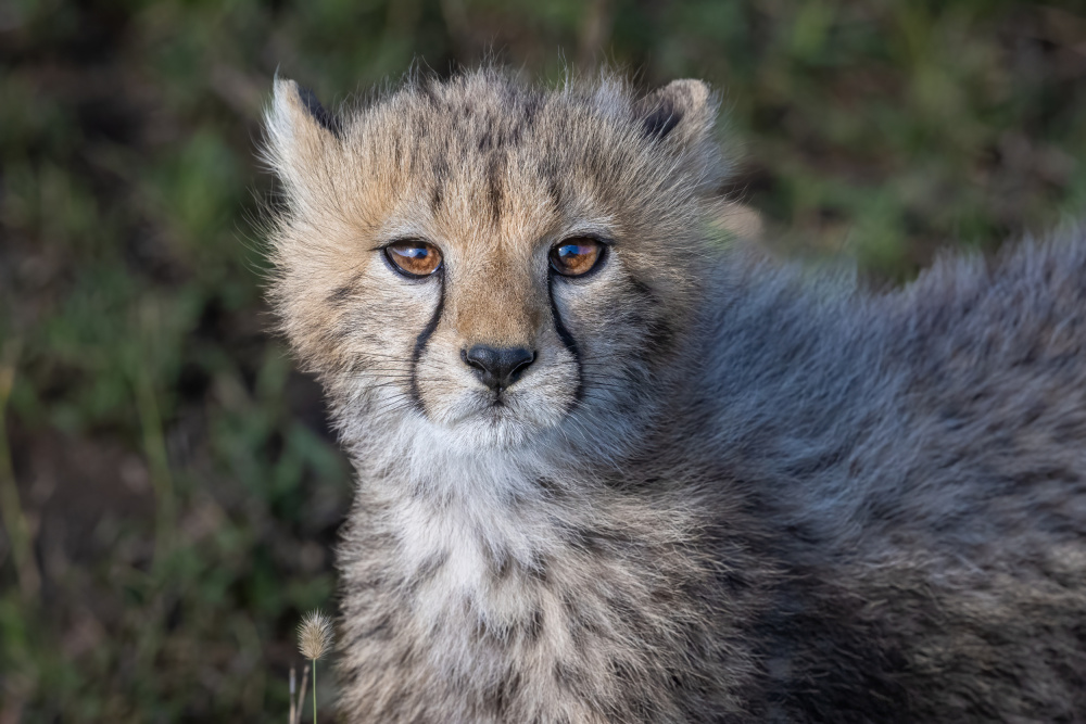 Cheetah beauty von Jeffrey C. Sink