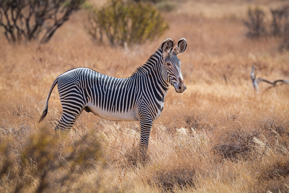 Grevys Zebra von Jeffrey C. Sink