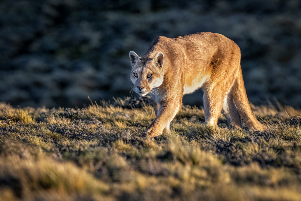 Guanacos for lunch? von Jeffrey C. Sink