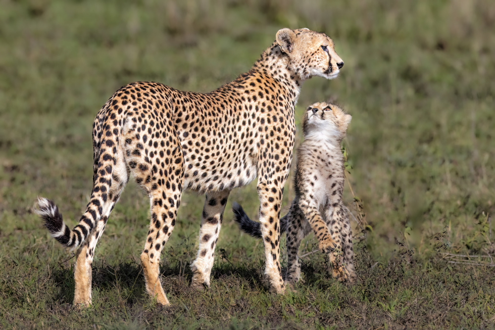 I want to go hunting mom, I am a big cat, I am ready von Jeffrey C. Sink