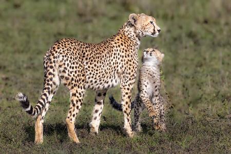 I want to go hunting mom, I am a big cat, I am ready