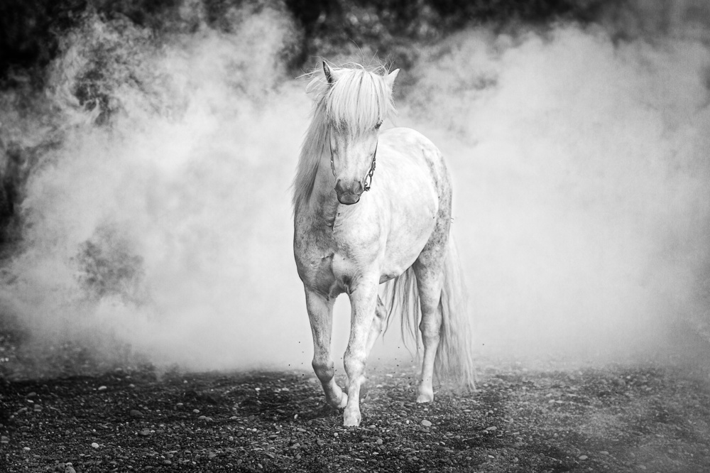 Icelandic pony von Jeffrey C. Sink