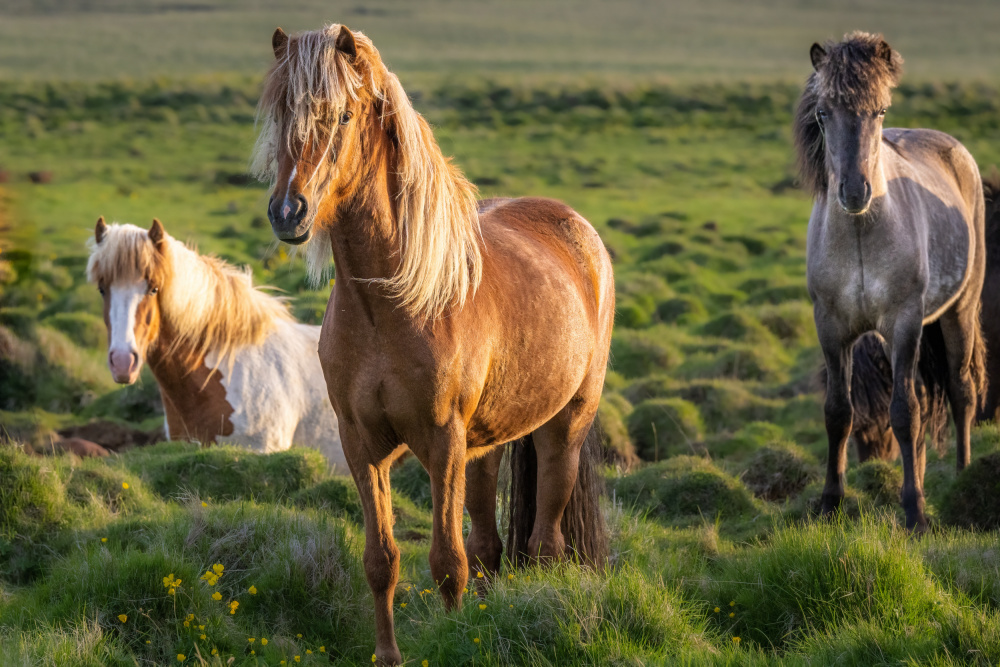 Icelandic horses in the gloaming von Jeffrey C. Sink