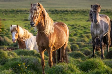 Icelandic horses in the gloaming