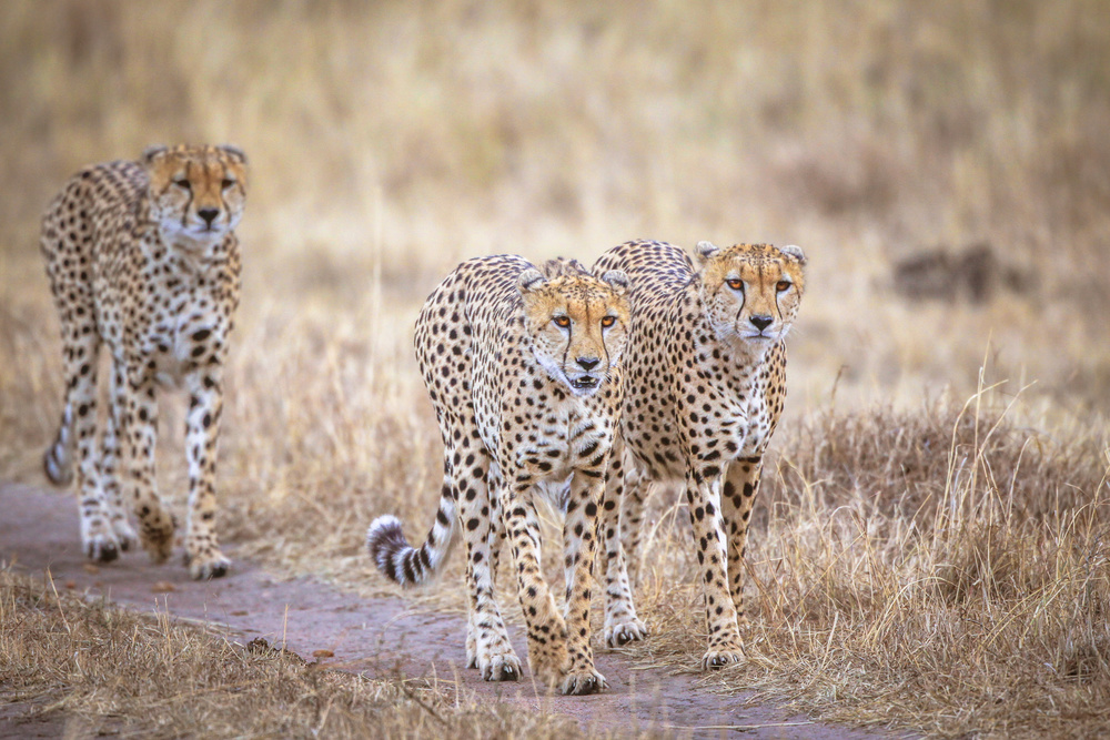 Boys on the prowl von Jeffrey C. Sink