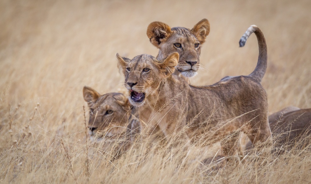 Boys at play von Jeffrey C. Sink