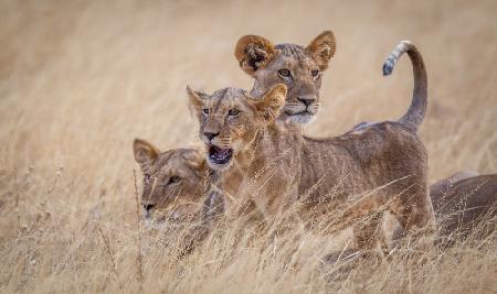 Boys at play