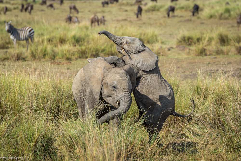 Juvenile horseplay for elephants von Jeffrey C. Sink