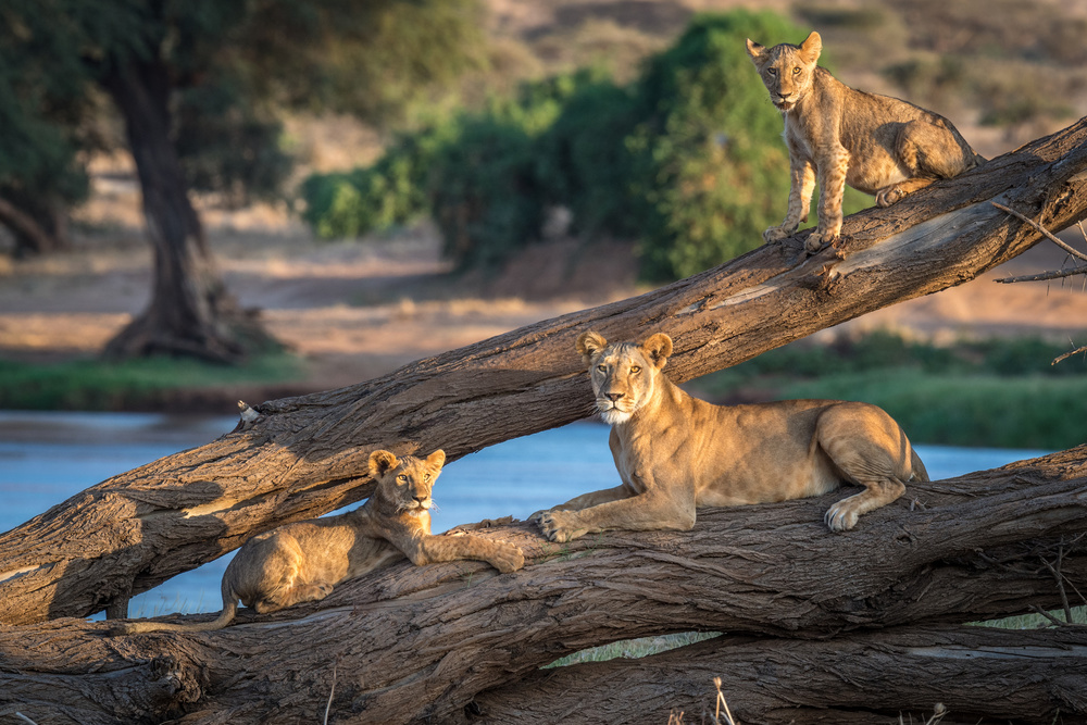 Lions cant climb trees von Jeffrey C. Sink