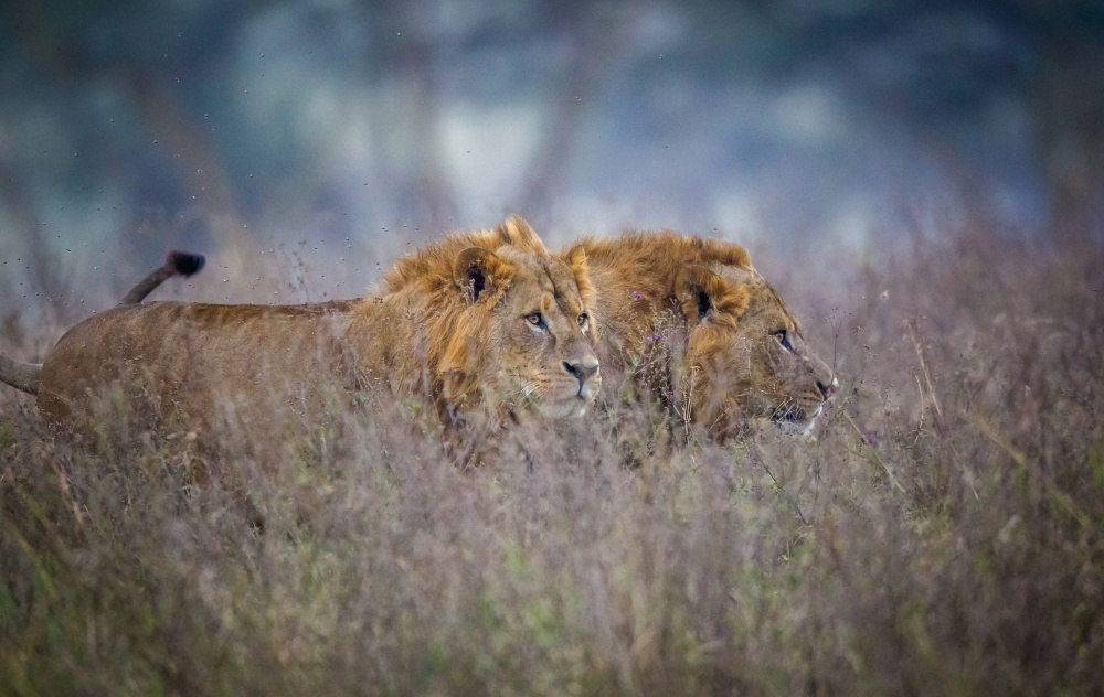 Lions coming through the heather von Jeffrey C. Sink