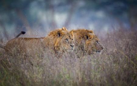 Lions coming through the heather