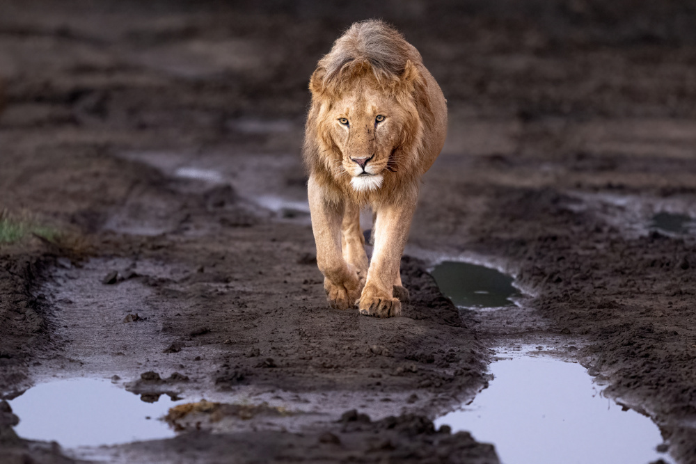 Lions and water von Jeffrey C. Sink