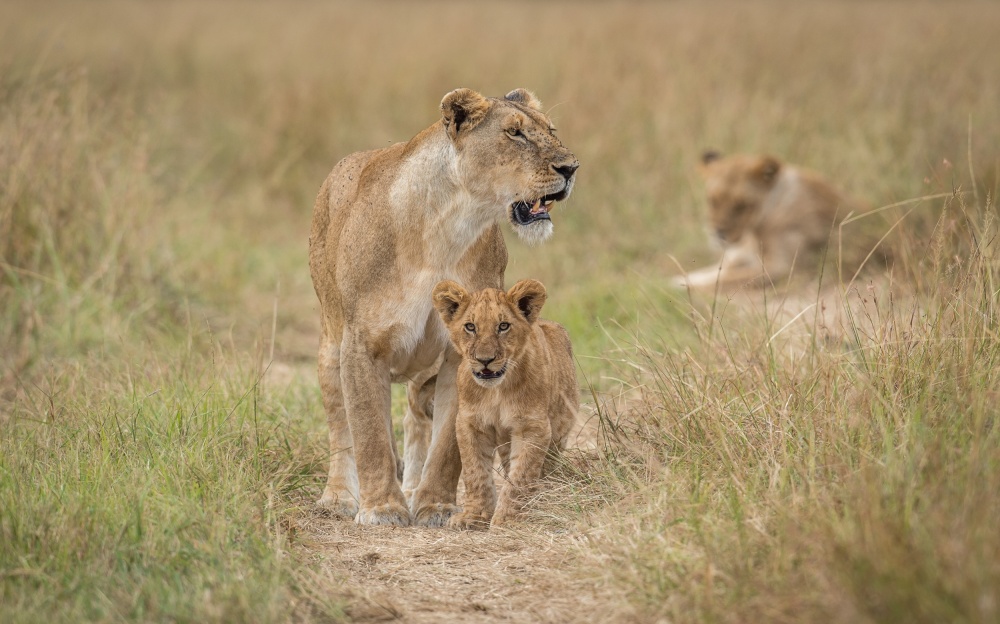 &quot;Dont worry mom, I got this...&quot; von Jeffrey C. Sink