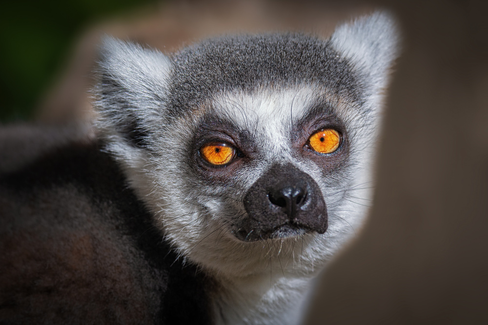 Madagascar Lemur von Jeffrey C. Sink