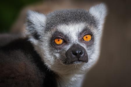 Madagascar Lemur