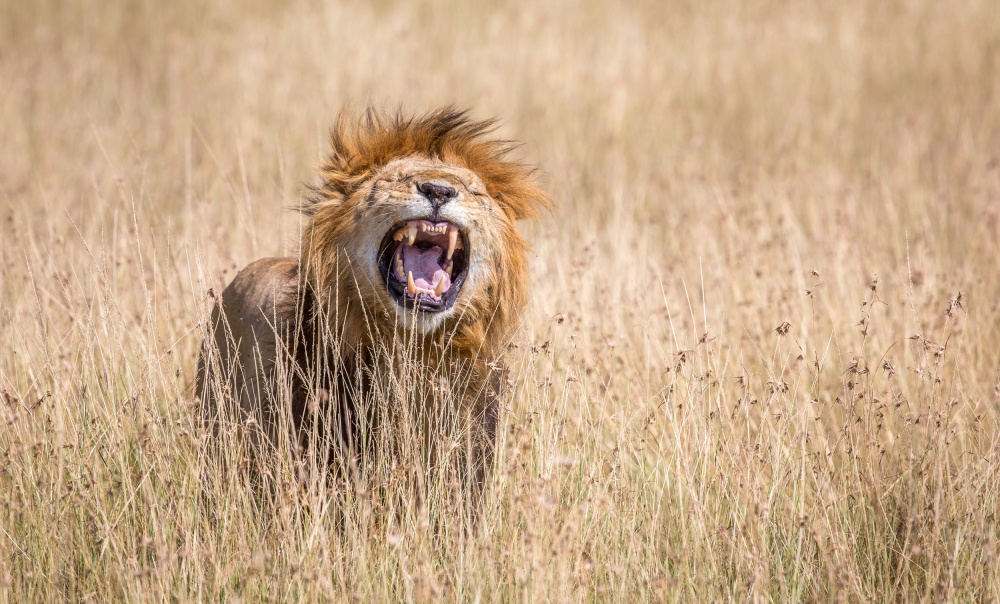 Male lion scenting a female von Jeffrey C. Sink