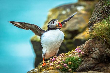 Magical puffins