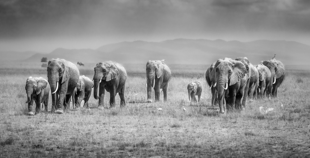 Magical Amboseli von Jeffrey C. Sink