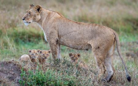 Mini Simbas