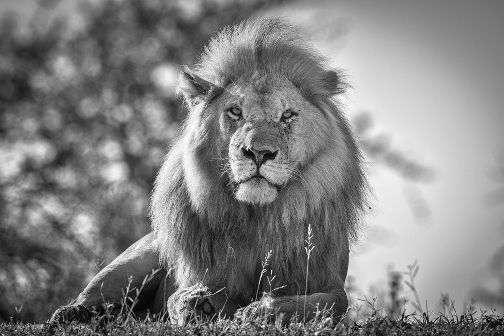 Monochromatic lion king von Jeffrey C. Sink