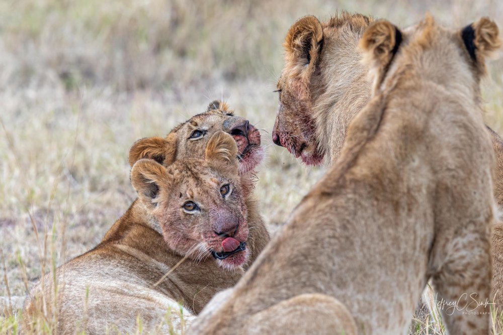 After dinner grooming von Jeffrey C. Sink