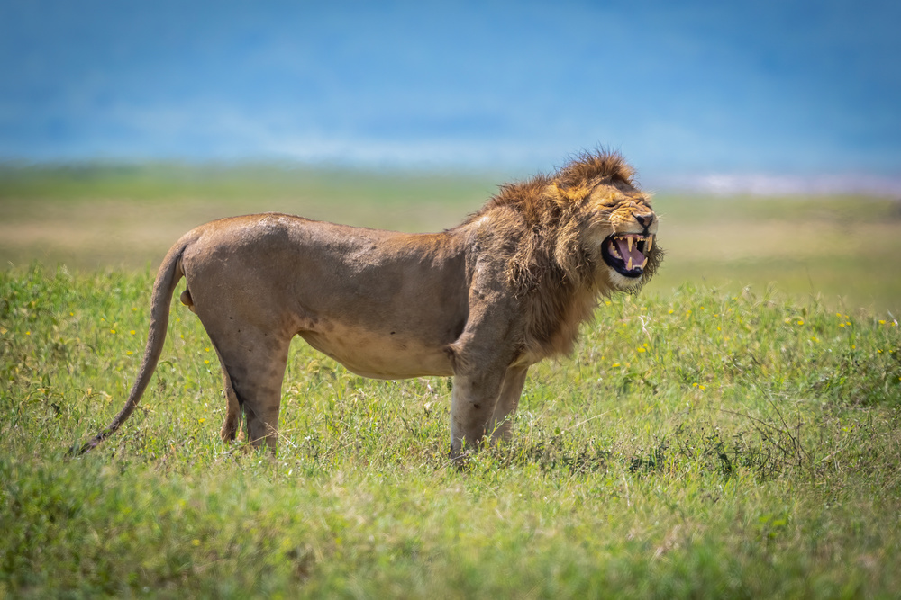 Ngorongoro von Jeffrey C. Sink