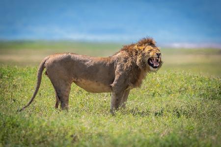 Ngorongoro