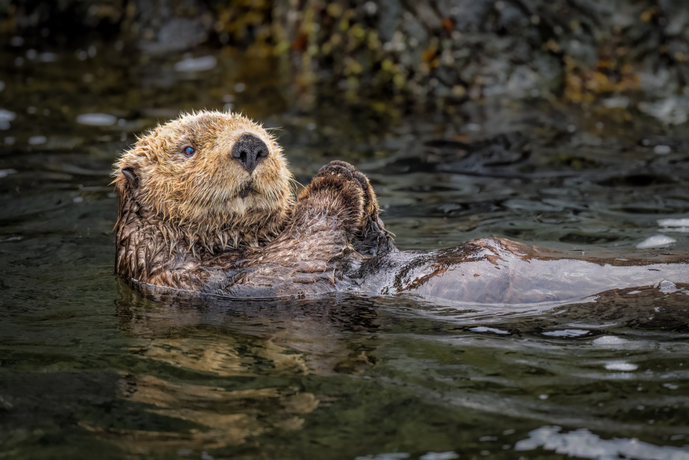 Cuteness personified von Jeffrey C. Sink