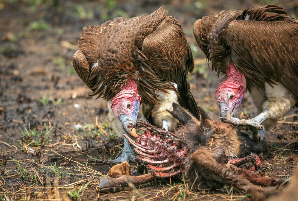 Nubian vultures von Jeffrey C. Sink