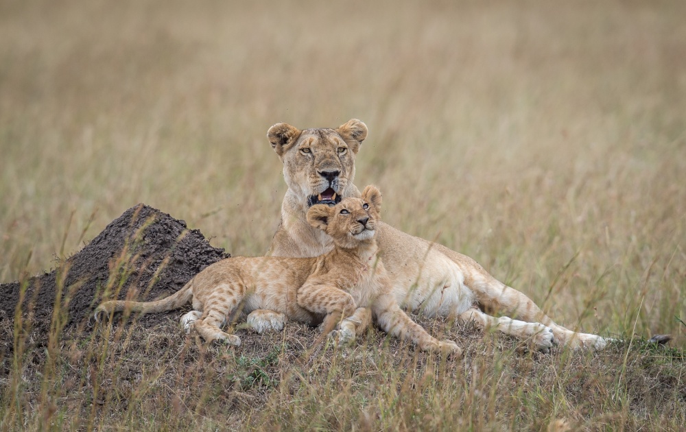 Only in Kenya - I love you mom.... von Jeffrey C. Sink