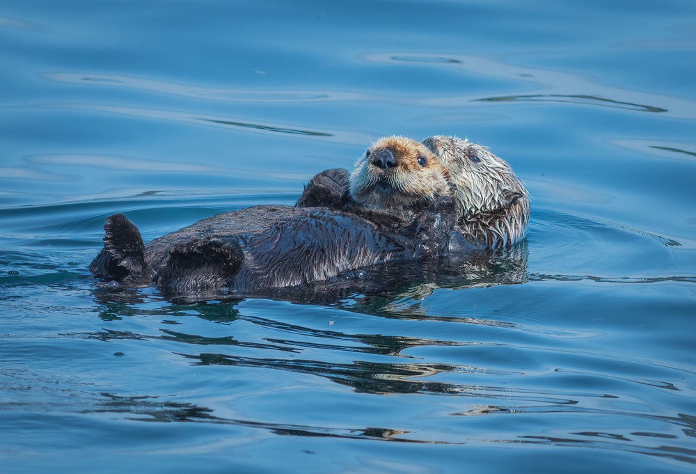 Otters basking in the Alaskan sun von Jeffrey C. Sink