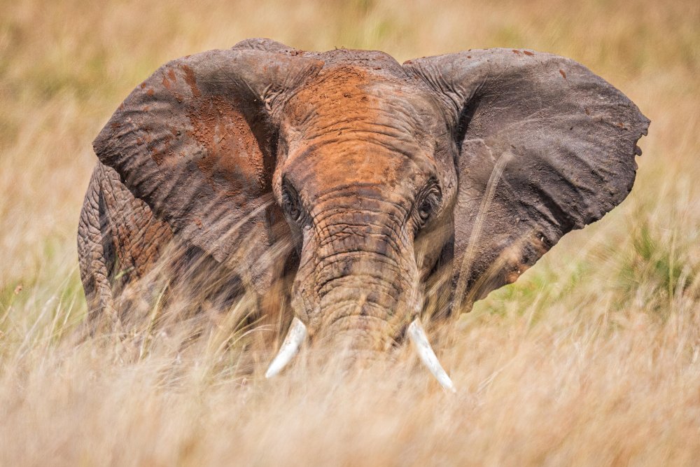 Pastel elephant von Jeffrey C. Sink