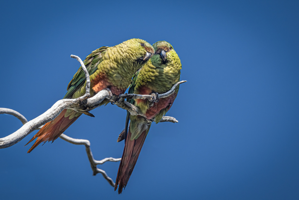 Patagonian burrowing parrot von Jeffrey C. Sink