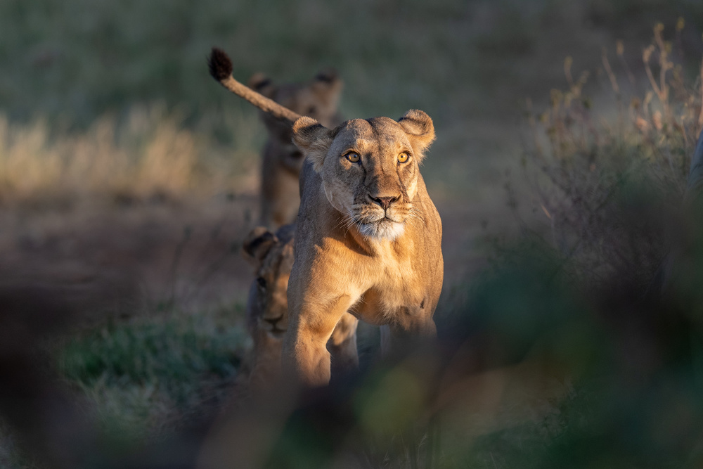 Perfect light von Jeffrey C. Sink