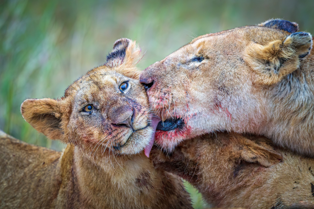 Post dinner grooming von Jeffrey C. Sink