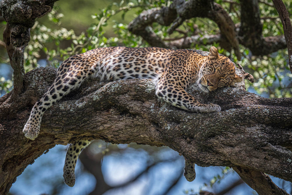 Sleep in the sunlight von Jeffrey C. Sink