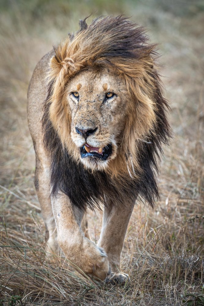 His majesty....on a rainy day. von Jeffrey C. Sink