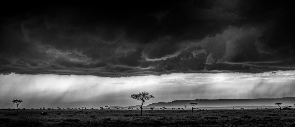 Serengeti storm - monochrome von Jeffrey C. Sink