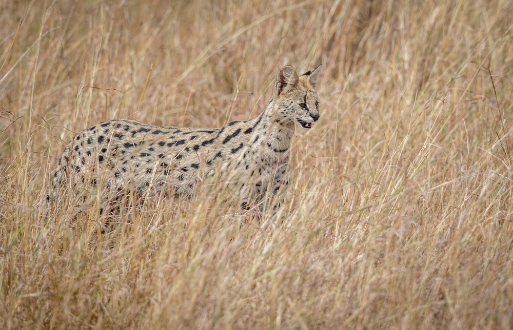 Serval cat in the tall red oat grass.... von Jeffrey C. Sink