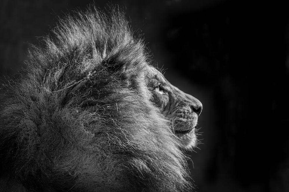 Simba in monochrome von Jeffrey C. Sink