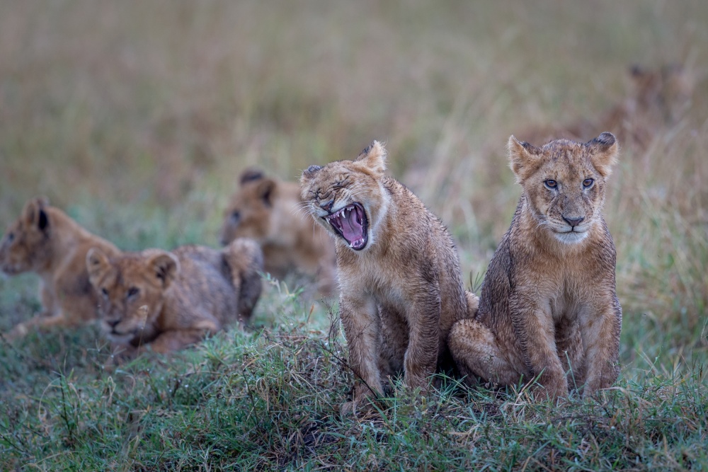 Even the kings of the jungle get bored sometimes.... von Jeffrey C. Sink