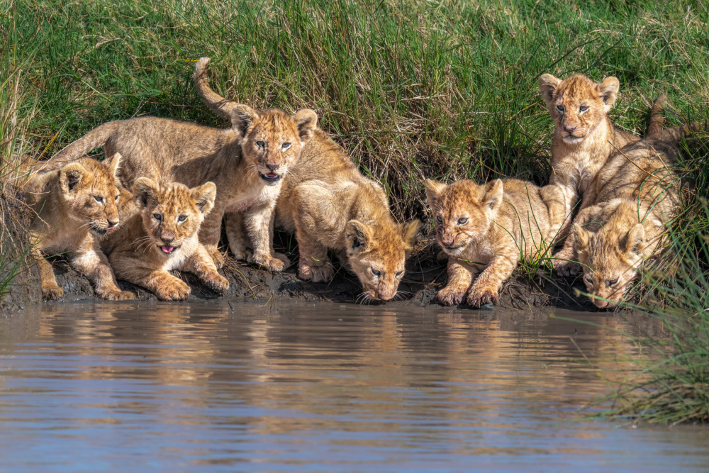 Kitten day care von Jeffrey C. Sink