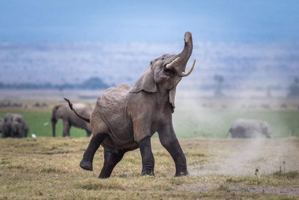 Dancing elephant von Jeffrey C. Sink