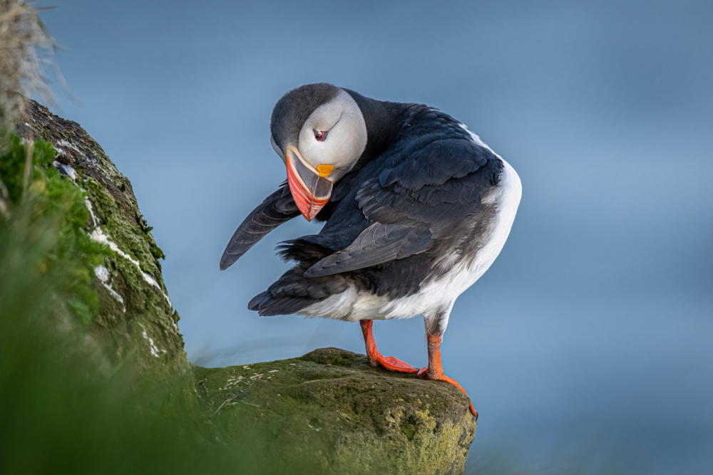 Tik Tok Puffin von Jeffrey C. Sink